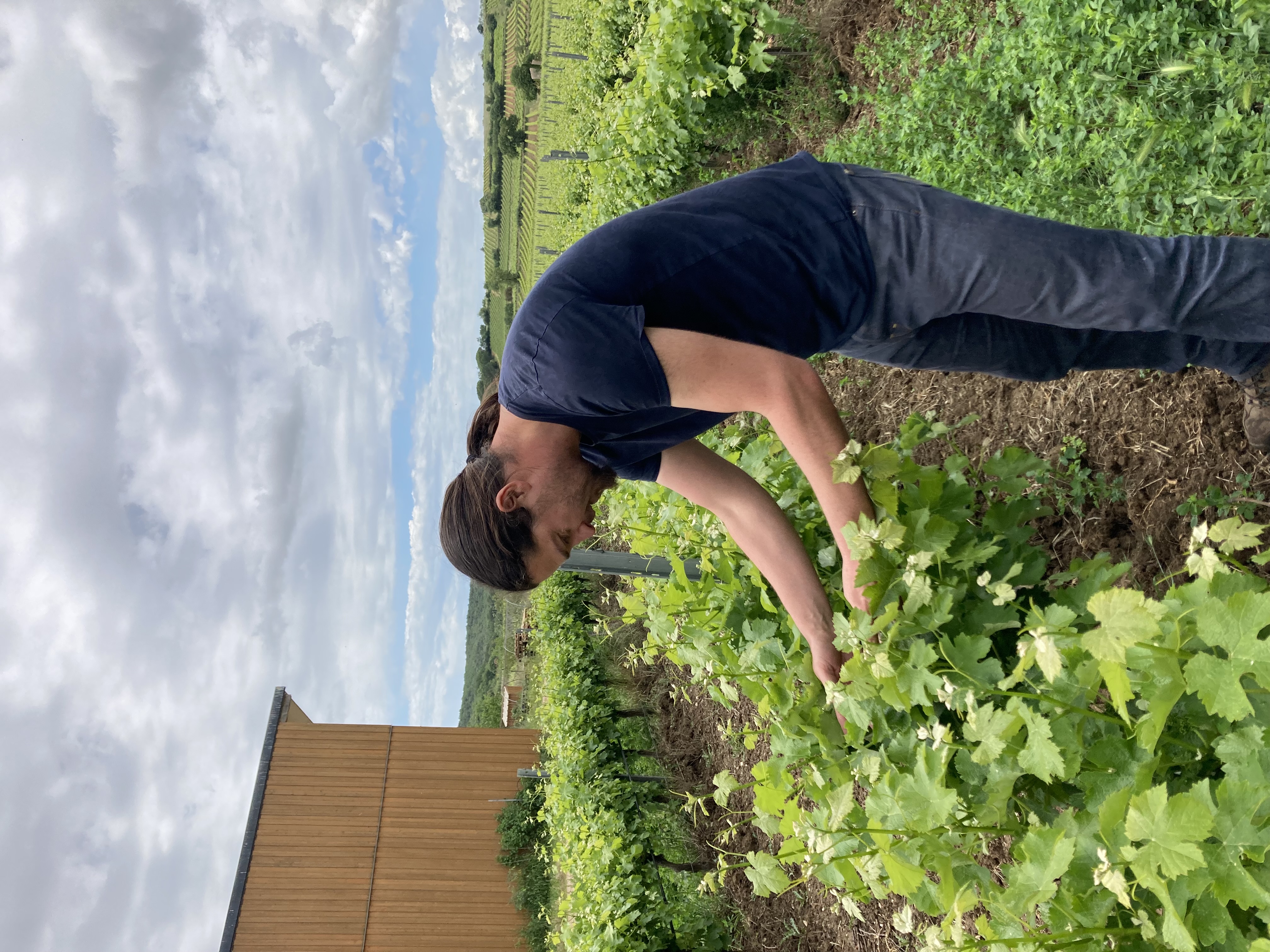 une photo de nicolas dans les vignes